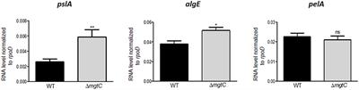 Activity of a Synthetic Peptide Targeting MgtC on Pseudomonas aeruginosa Intramacrophage Survival and Biofilm Formation